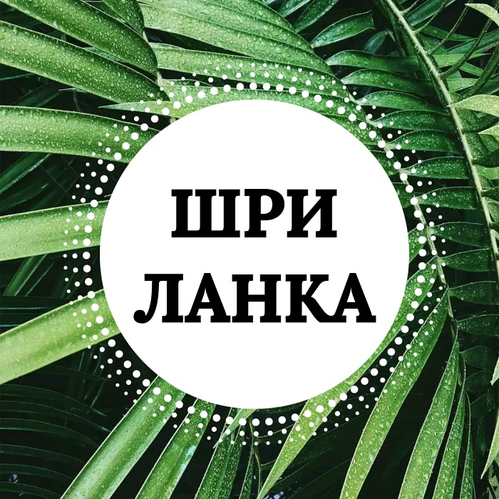 Чаты и каналы в телеграмм о Шри-Ланке — где искать информацию и помощь | Lankaplanet